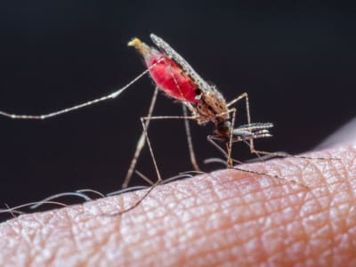Nitisinone: Obat yang Ubah Darah Manusia Jadi Racun Nyamuk Penyelamat