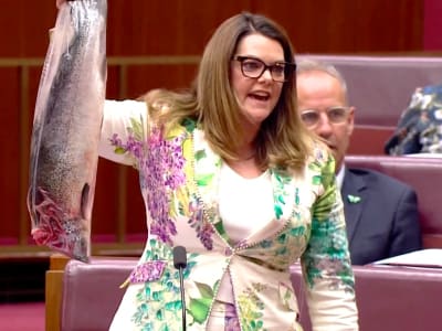 Senator Protes RUU Peternakan Salmon yang Kontroversial di Tasmania