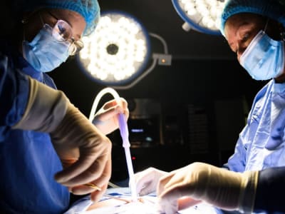 Terobosan Transplantasi Hati Babi Genetik Pertama yang Berhasil di Manusia