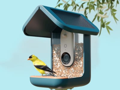 Bird Buddy Pro: Feeder Burung Pintar dengan Kamera AI, Solusi Mudah Mengamati Burung