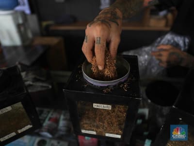 Fenomena Downtrading Rokok: Dampak Kebijakan Cukai dan Respons Pemerintah 2025
