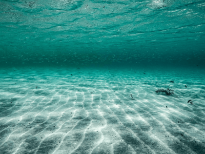 Menghidupkan Kembali Alga Purba: Menguak Rahasia Ekosistem Laut Baltik 7.000 Tahun Lalu