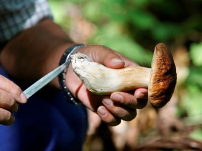 Ancaman Kepunahan Jamur dan Dampaknya pada Ekosistem dan Manusia