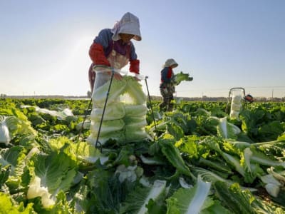 Inovasi AI Membantu Petani Desa China Tingkatkan Hidup dan Usaha