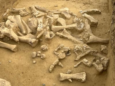 Penemuan Situs Prasejarah di Austria Ungkap Cara Manusia Purba Olah Mamut