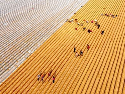 China Tingkatkan Ketahanan Pangan Lewat Transformasi Lahan Pertanian Berkualitas Tinggi