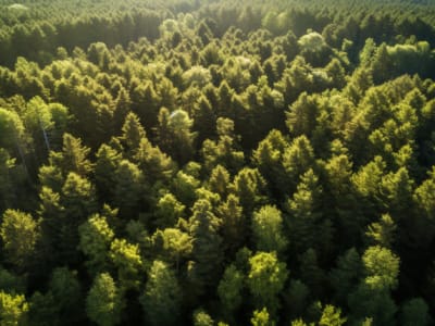 Mengapa Saham Weyerhaeuser (WY) Dinilai Terlalu Mahal dan Berisiko