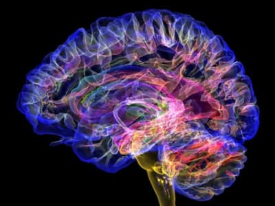 Peneliti Ungkap Peran Talamus dalam Kesadaran Manusia Melalui Studi Invasif