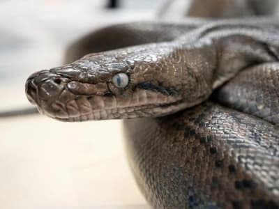 Ular Sanca Potensi Sumber Protein Baru Ramah Lingkungan untuk Masa Depan