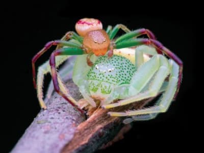 Pentingnya Regulasi dan Kolaborasi dalam Perkembangan Kecerdasan Buatan di Indonesia