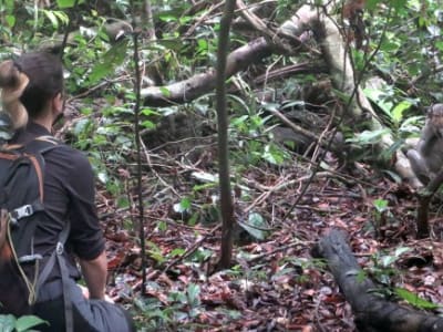 Tikus Fire-Footed Dikenal sebagai Penyebab Penyebaran Virus Monkeypox di Afrika