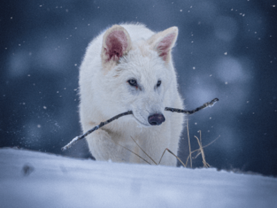 Colossal Biosciences Hidupkan Kembali Serigala Purba dengan Teknologi Genetik Canggih