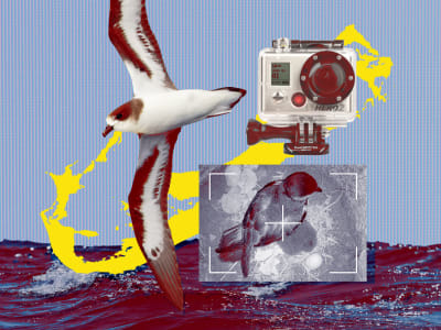 Kamera DIY Menghidupkan Kembali Burung Cahow Langka di Bermuda