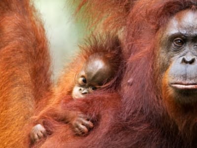 Terobosan: Genom Lengkap Enam Spesies Kera Lengkap Setelah 25 Tahun