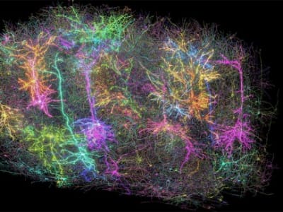 Pemetaan Otak Tikus Secara Detail Ungkap Aktivitas dan Konektivitas Neuron