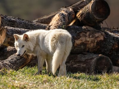 Serigala Dire Hidup Kembali? Kolosal Biosciences Ciptakan Genetika 'Serigala Raksasa'