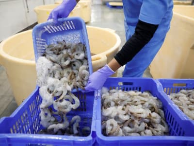 Tarif Trump Ancaman Besar untuk Industri Ekspor Udang India ke AS