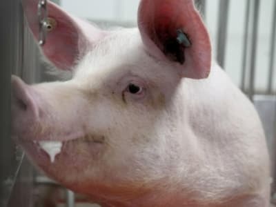 Uji Klinis Pertama Hati Babi Dimodifikasi untuk Pasien Gagal Hati Parah Disetujui FDA