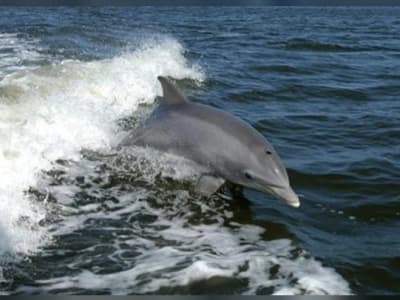 Google Gunakan AI Terjemahkan Bahasa Lumba-Lumba untuk Interaksi Manusia