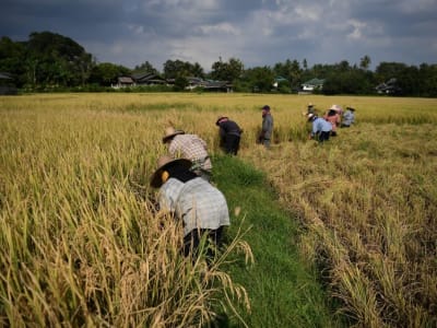 Pencemaran Kadmium Mengancam Lahan Pertanian Produsen Beras Terbesar Dunia
