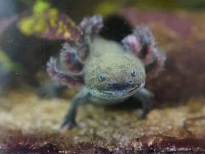 Upaya Terakhir Selamatkan Axolotl dari Kepunahan di Xochimilco