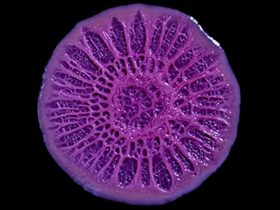 Membongkar Rahasia Biofilm: Dari Sel Tunggal Menjadi Komunitas Hidup yang Rumit