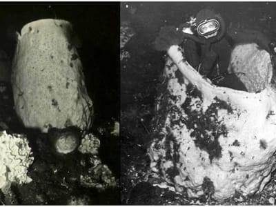 Ditemukan Hewan Spons Tertua di Dunia Berusia Ribuan Tahun di Antartika