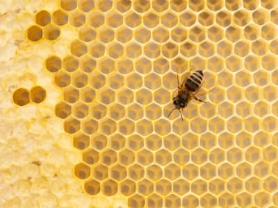 Walmart Gunakan Pemetaan Heksagonal untuk Percepat Pengiriman Same-Day Delivery