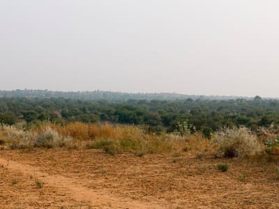 Gurun Thar di India Menjadi 38% Lebih Hijau dalam 20 Tahun Terakhir