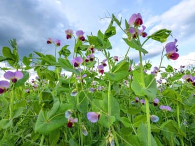 Peneliti Temukan Gen Rahasia pada Kacang Polong yang Diteliti Mendel