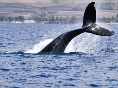 Kenaikan Harga Crypto Picu Kerugian Rp 8.22 triliun ($500 Juta)  di Pasar Futures