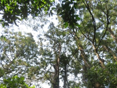 Penaklukan Han atas Nanyue Turunkan Populasi Cemara Rawa di Cina Selatan