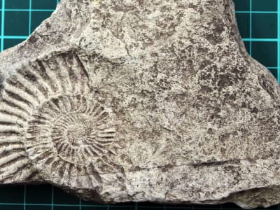 Anak 7 Tahun Temukan Fosil Laut Jurassic yang Menginspirasi dari Halaman Rumahnya