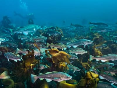 Peran Penting Ikan Dalam Menjaga Dasar Laut dan Memerangi Perubahan Iklim