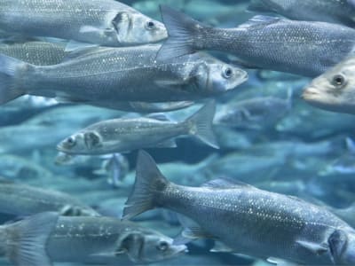 Budidaya Ikan Kakap di Luar Angkasa: Misi Lunar Hatch untuk Masa Depan Nutrisi Astronot