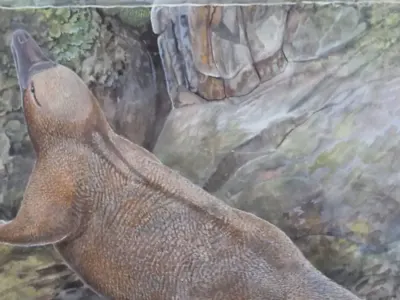 Terungkap! Asal-usul Platipus dan Echidna Ternyata Semi-Aquatik