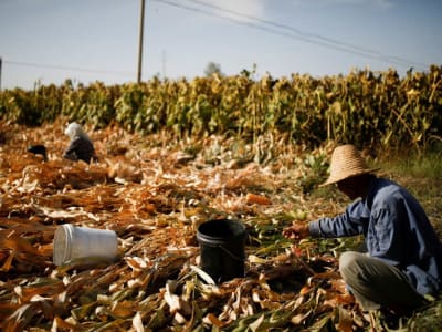 China Tingkatkan Penanaman Jagung GM untuk Perkuat Ketahanan Pangan