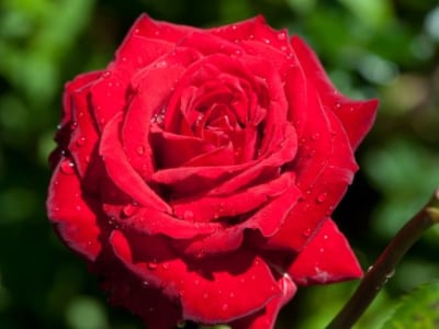 Rahasia Geometri Ekstrinsik dalam Pertumbuhan Kelopak Mawar