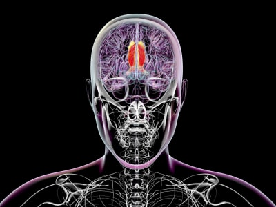 Peran Thalamus Dalam Mengatur Kesadaran dan Persepsi Visual Manusia