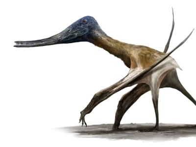 Jejak Kaki Fosil Ungkap Pterosaurus Raksasa Juga Hidup di Darat