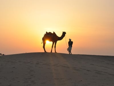 Australia Punya Populasi Unta Liar Terbanyak dan Dampak Lingkungannya