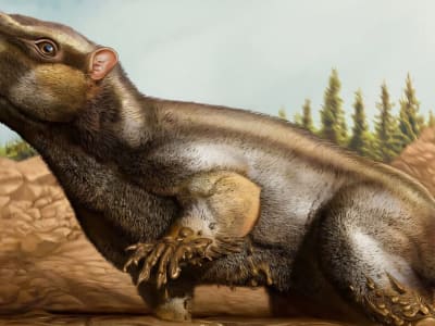 Penemuan Spesies Baru Mamalia Purba di Portugal Ubah Pemahaman Evolusi Gigi