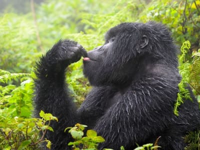 Debat Viral: Bisakah 100 Manusia Kalahkan Satu Gorilla? Ini Faktanya!