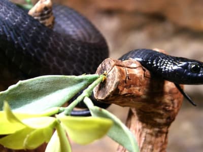 Terobosan Antivenom Universal untuk Melawan Gigitan Ular Mematikan