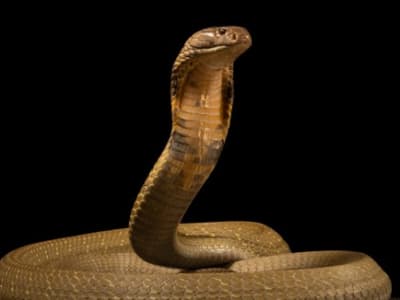 Antibodi Manusia dan Obat Baru Lindungi dari Racun 19 Ular Berbisa