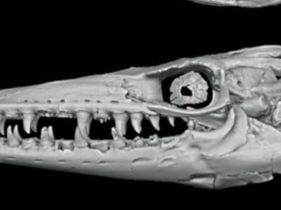 Menguak Penyebab Pergeseran Predator Laut Cretaceous Tengah: Anoksia dan Iklim Ekstrem