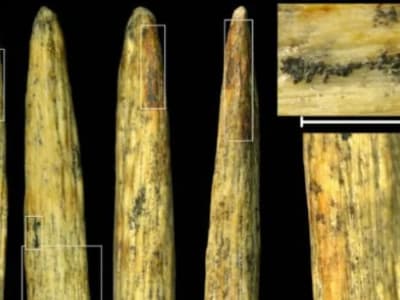 Ujung Tombak Tulang Terlama di Eropa Buktikan Kecerdasan Neanderthal