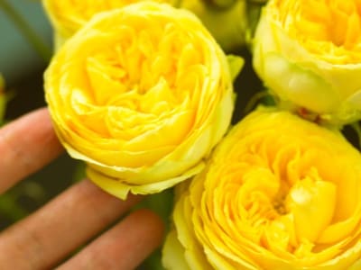 Penelitian Genetik Ungkap Mawar Pertama Berwarna Kuning Bukan Merah