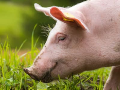 FDA Setujui Babi Gene-Edited Tahan Penyakit PRRS, Masa Depan Industri Babi Lebih Cerah