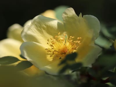 Mengungkap Asal Usul Mawar Kuning Pertama untuk Masa Depan Pemuliaan